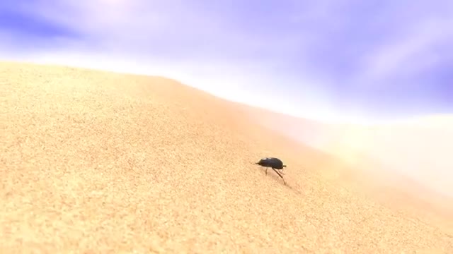 A fog-basking beetle on a dune in the Namib desert — the inspiration behind Dryonic technology